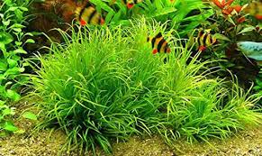 Image result for Blyxa