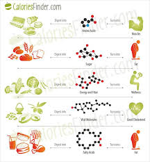 Various Food Does Very Important Influence On Our Digestive Processes It S Important To Eat Healthy Food Not Only Digestion Process Healthy Recipes Digestion
