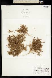 Image result for Salicornia pachystachya