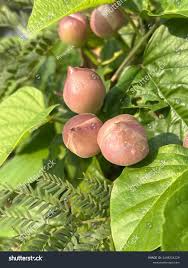 Image result for Aniseia martinicensis