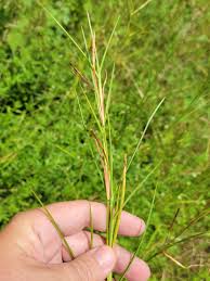 Image result for Hemarthria