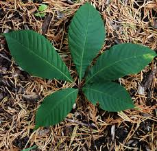 Image result for Hippocratea parviflora