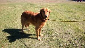 We call it home and we're happy to share it with you. About Goldens Golden Retriever Rescue Of North Texas