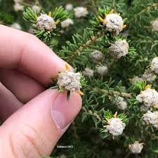 Image result for Phylica ericoides