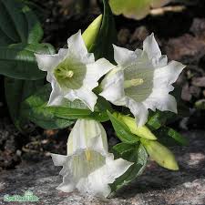 Image result for Gentiana asclepiadea alba