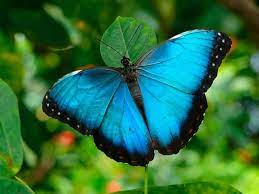Mariposa Morpho Caracteristicas Alimentacion Habitat Reproduccion Clasificacion De Las Mariposas Importancia De Los Colores Tipos De Mariposas Cumbre Pueblos