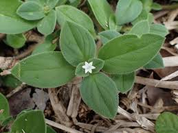 Image result for Rubiaceae
