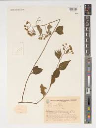 Image result for Distephanus divaricatus