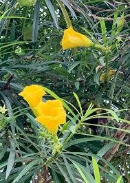 Image result for Cascabela thevetia