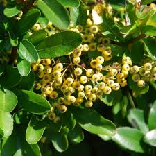 Image result for Pyracantha coccinea golden charmer