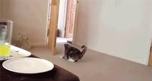 Top 30 Cat Opening Door Gifs Find The Best Gif On Gfycat Find funny gifs, cute gifs, reaction gifs and more. top 30 cat opening door gifs find the