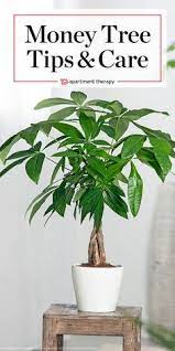 Money Tree Plant Care Growing Plants Indoors Apartment Therapy Money Tree Plant Care Money Tree Plant Indoor Tree Plants