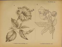 Sap fiori is the ux of the intelligent enterprise that changes the way you work. Hibiscus Palustris Piante Acquatiche Caratteristiche Dell Hibiscus Palustris