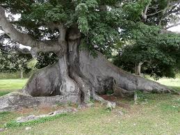 Image result for Ceiba pentandra