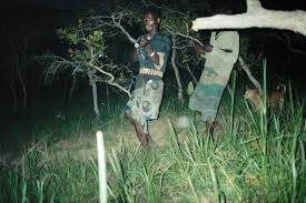 They now occur in uganda and the democratic republic of the congo. The Forest Lion Of Gabon Pacific Standard