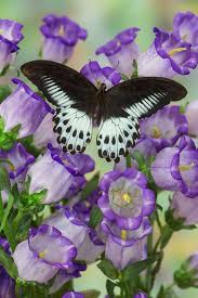 Papilio Polymnestor Butterfly Butterfly Pictures Beautiful Butterflies Butterfly Chrysalis