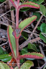 Image result for Kalanchoe brachyloba