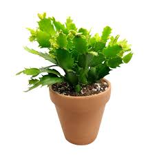 Christmas cacti bloom just in time for the holidays (hence their name), and they're pretty stunning too. Christmas Cactus Winter Bloom Holiday Cactus Sale Succulents Box