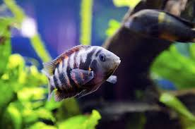 Top 10 Best Cichlid Species For Beginners - Cichlid Bros