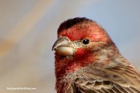 For instance, red is known to attract hummingbirds so plant red flowers under or near your hummingbird feeders. Simple Tips For Attracting House Finches To Your Backyard Backyards For Birds