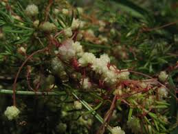 Image result for Cuscuta planiflora