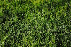 We did not find results for: How To Lay Sod The Ultimate Guide Lawn Chick