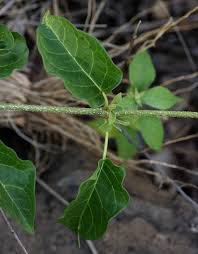 Image result for Marsdenia macrantha
