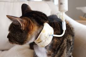 Absolutely love this collar for my kitty and her feeding tube! Googoo Brave Cat Of The Month February The Lcc