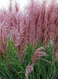 The invasive potential is of less concern for many of its ornamental cultivars, some of which are sterile. Miscanthus Sinensis New Hybrids Maiden Grass Eulalia Grass Seeds