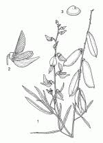 Image result for Crotalaria cleomifolia