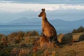 Si veda di più nelle australia embassypages. Viaggio In Australia Panorama Australiano Atacama Travel
