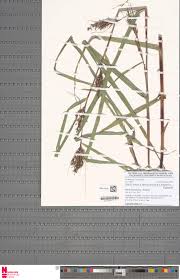 Image result for Scleria racemosa