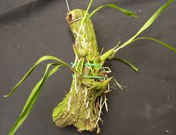 Image result for Polystachya ottoniana