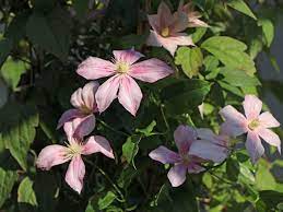 Maybe you would like to learn more about one of these? Clematis Caroline Clematis Caroline Baumschule Horstmann
