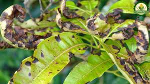 Ncipm mango major insect pests mango hopper (idioscopus clypealis, i.nitidulus and amritodus atkinsoni) it is most serious of disease and pest management in the home orchard fruit trees have been grown in home orchards for centuries. Disease Management Of Mango à¦• à¦· à¦¤à¦¥ à¦¯ à¦¸ à¦¬