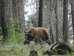 Sequoia National Park Here S To A Full Life Sequoia National Park Sequoia National Parks