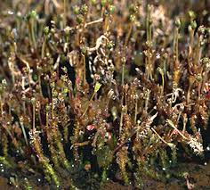 Image result for Tristicha trifaria