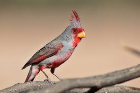 Image result for Pyralis cardinalis