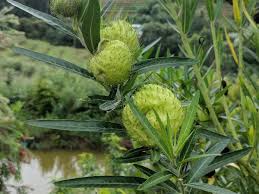 Image result for Gomphocarpus glaucophyllus