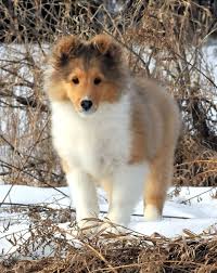 Black And White Sheltie Puppies Laureate Shelties Zoo Cute Animals Dogs Cute Dogs