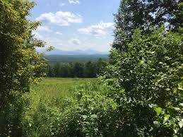 Image result for Forest Green 1995 Fleet