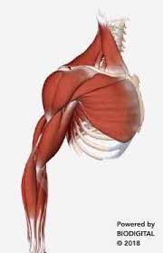 The anterior and middle scalenes originate from the transverse processes of certain cervical. Understanding Shoulder Pain Neuromuscular Therapy Of Vermont
