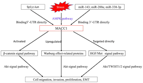 Furthermore, patients who do not have cancer cells spread to lungs or to liver can greatly Metastasis Associated In Colon Cancer 1 A Promising Biomarker For The Metastasis And Prognosis Of Colorectal Cancer Review