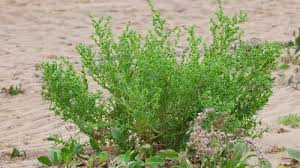 Image result for Suaeda sp. B