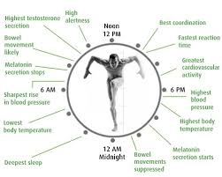 Scientists Redraw The Blueprint Of The Bodys Biological