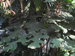Image result for Araliaceae