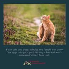 At cad pest control services, our mission is to provide you with professional, friendly and safe pest control for your home and family. 23 Fleas And Ticks Ideas Fleas Flea And Tick Pets