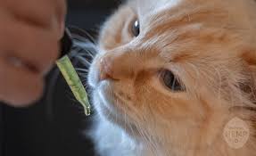 Cbd oil for cats has shown to have positive effect in reducing pain910 and irritability, caused by numerous conditions. Cbd Oil For Cats How It S Different Than Dogs Citizen Truth
