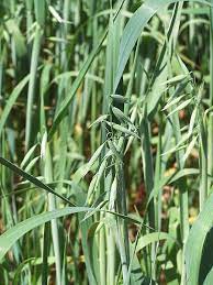 Oat Straw Side Effects And Benefits Oat Straw Plants Herbs