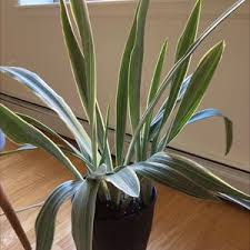 Image result for Sansevieria metallica